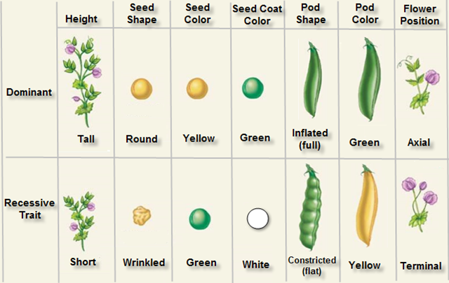Mendel #39 s Pea Plants Worksheets Answer Key